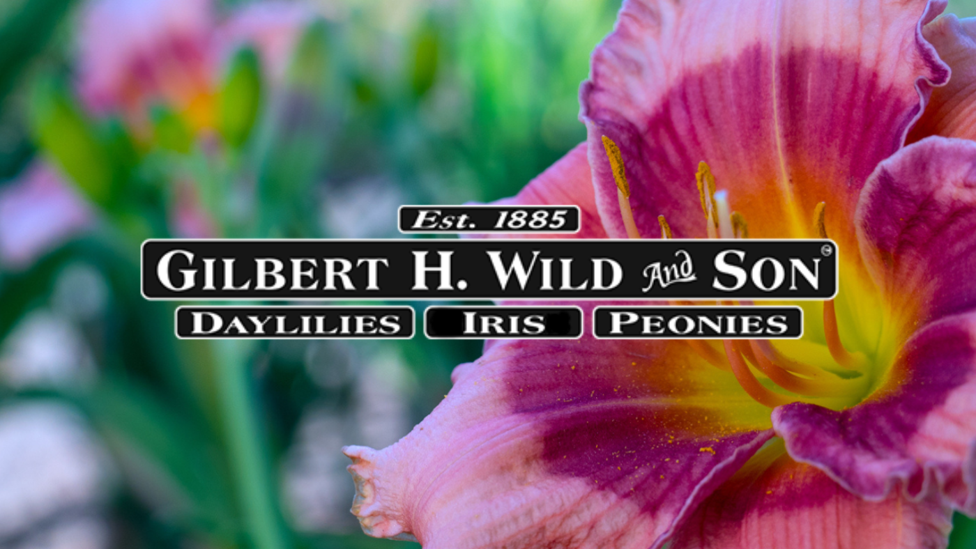 Embrace the Beauty of Nature with Gilbert H. Wild & Son